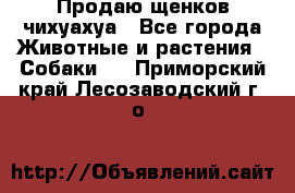 Продаю щенков чихуахуа - Все города Животные и растения » Собаки   . Приморский край,Лесозаводский г. о. 